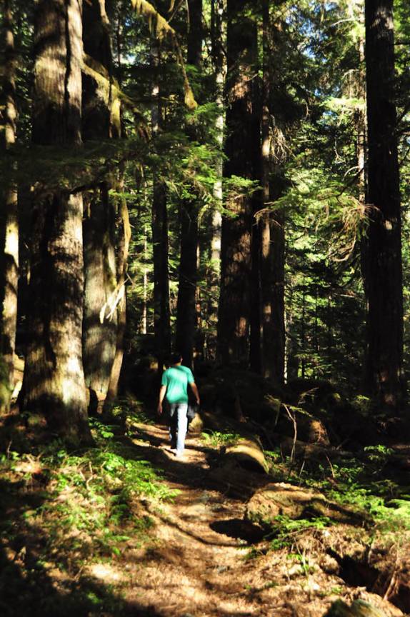 caminhada em meio à mata no Strathcona Provincial Park, no interior da  Vancouver Island, costa oeste do Canadá